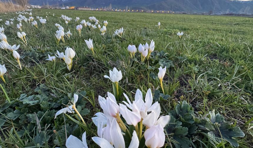 Güroymak’ta çiğdem çiçekleri görsel şölen oluşturdu