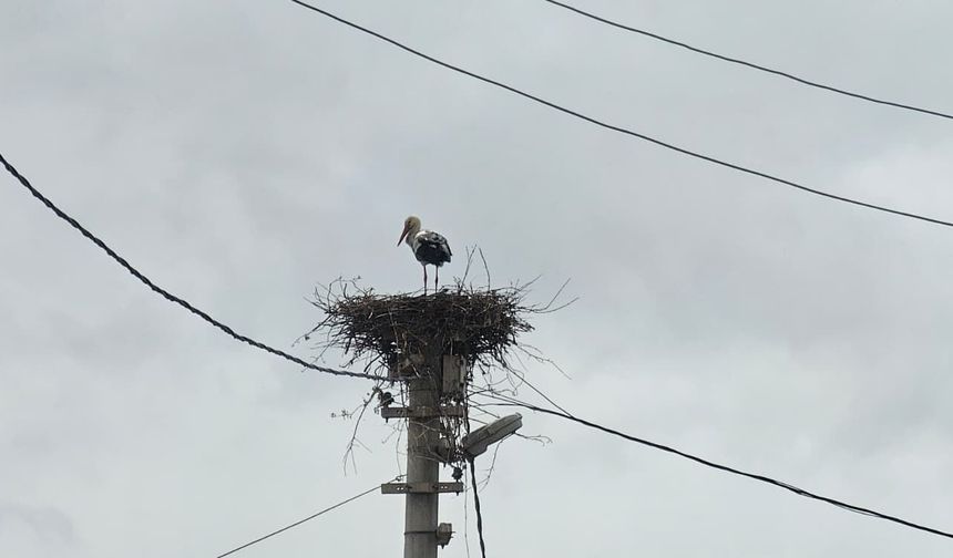 Güroymak'ta baharın müjdecisi leylekler görülmeye başladı