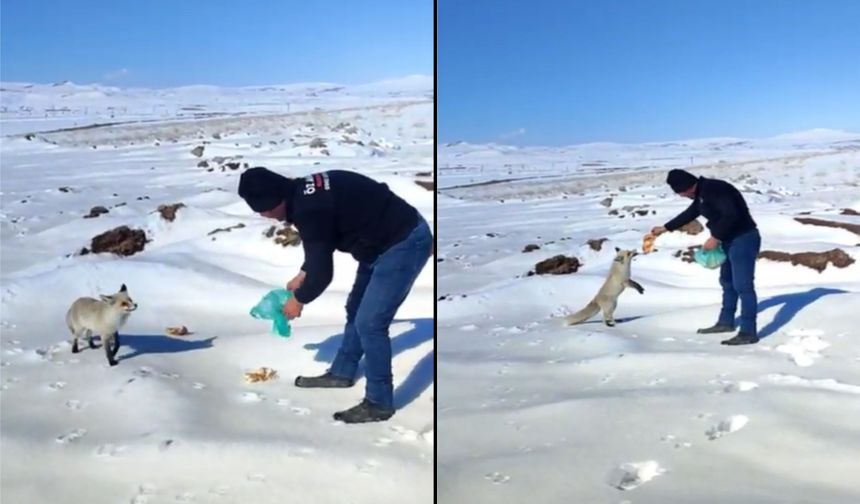 Kar altında yiyecek bulamayan tilkiye işçiler sahip çıkıyor