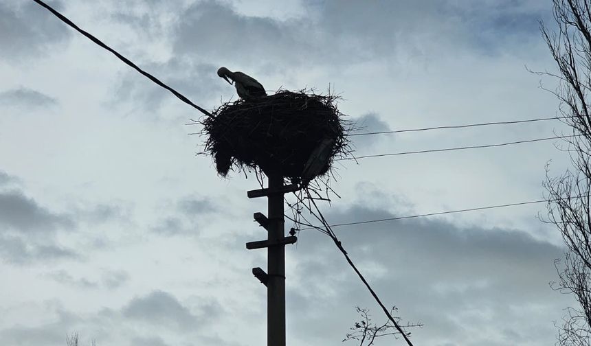 Güroymak’ta leylekler yuvalarına döndü