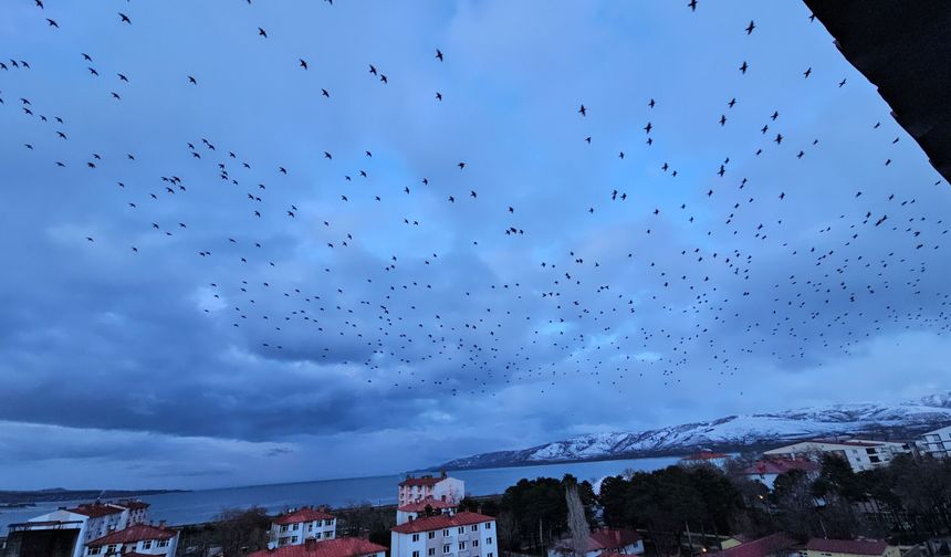 Tatvan’da sığırcık sürüleri gökyüzünde görsel şölen oluşturdu
