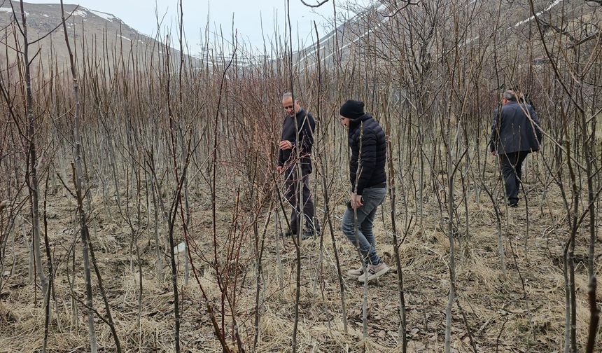 Tescilli Adilcevaz ceviz fidanı satışları başladı
