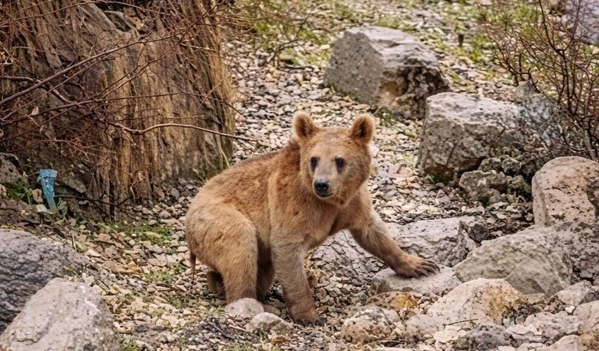 Çukurca'da aç kalan ayılar mahallede korku dolu anlar yaşattı