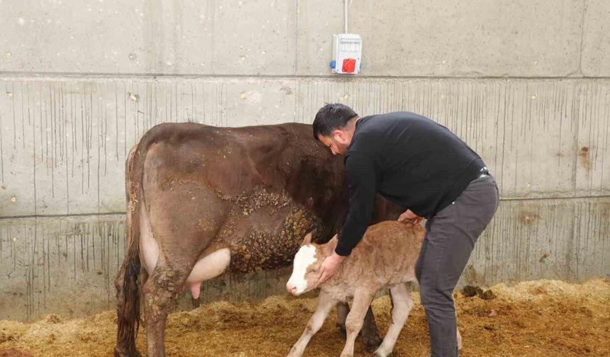 Devlet desteğiyle akıllı ahır kurdu, üretimde verimliliği arttırdı