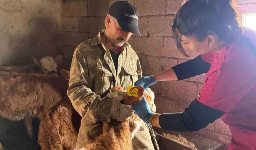 Elazığ'da şap aşılama çalışması devam ediyor