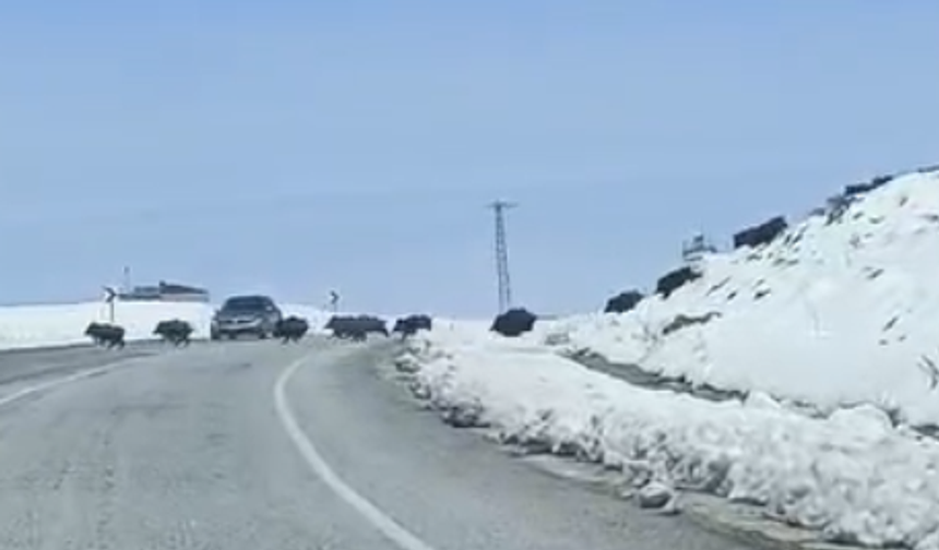 Ahlat’ta domuz sürüsü yola indi, sürücüler zor anlar yaşadı