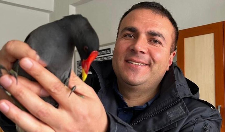 Tatvan’da yaralı saz tavuğu tedavi edilip doğaya salındı