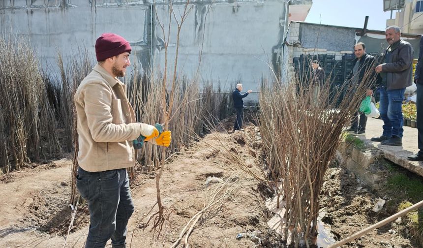 Ahlat’ta fidan satışları başladı