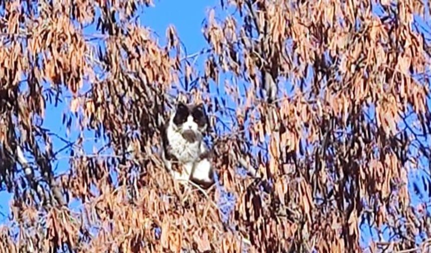 Tatvan'da kuşlara özenen kedi ağaçta mahsur kaldı