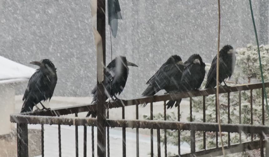 Tatvan’da kargalar şaşkın: Hava bir kış bir bahar