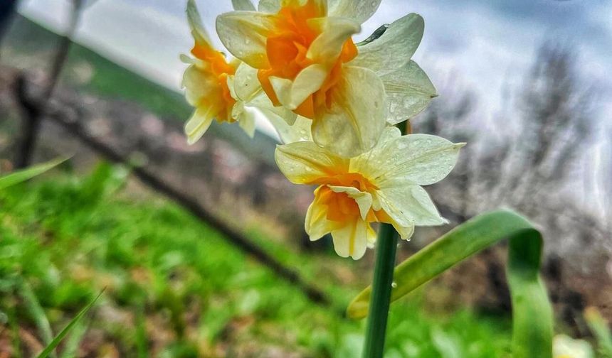 Baharın Müjdesi: Bitlis’te Nergisler Çiçek Açtı