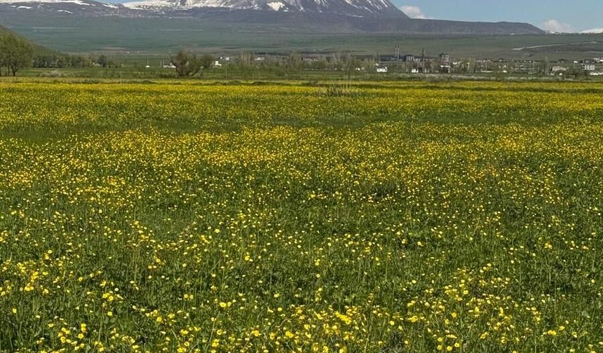 Güroymak’ta kanola tarlaları sarıya büründü