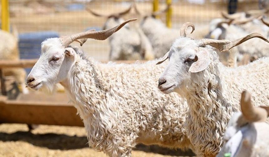Bitlis’te kurbanlık pazarları hareketlendi