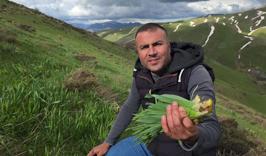 Bitlis dağlarında çiriş otu mesaisi sürüyor