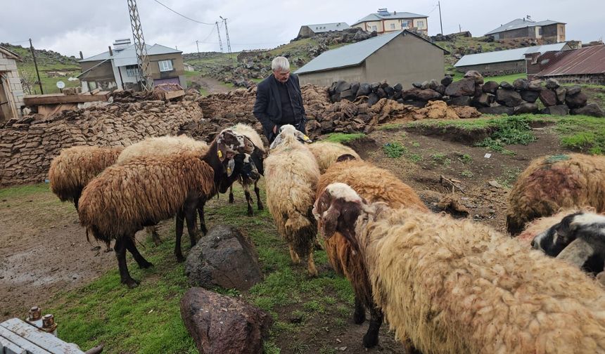 Bitlis’te gece yarısı ağıla giren kurt... Sürüde büyük zarar oluştu
