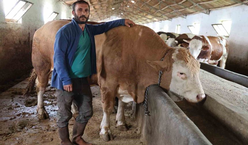 Elazığ'da 1 ton 200 kiloluk dev tosun satışa çıktı