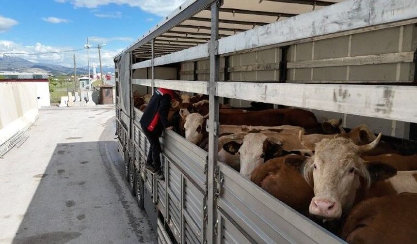 Erzincan'da kurbanlık sevkiyatına sıkı denetim gerçekleştirildi