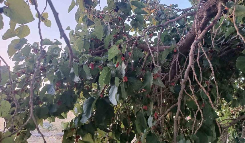 Hizan’da dut yetiştiriciliği raporu açıklandı