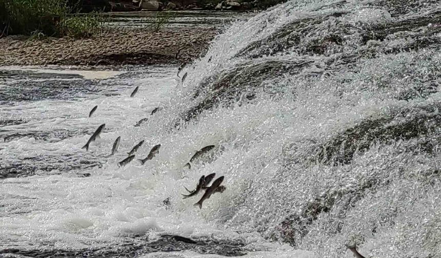İnci kefalleri için beklenen koşullar oluştu, göç süreci başladı