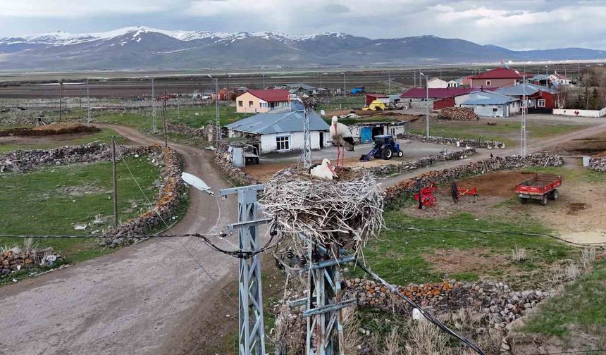 Leylekler Ardahan’daki Ağzıpek köyüne akın etti