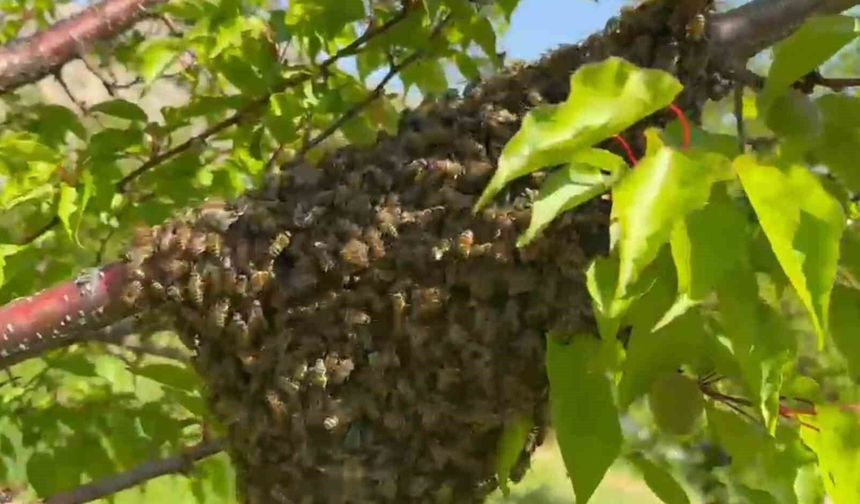 Malatya'da arıların oğul verme telaşı görüntülendi