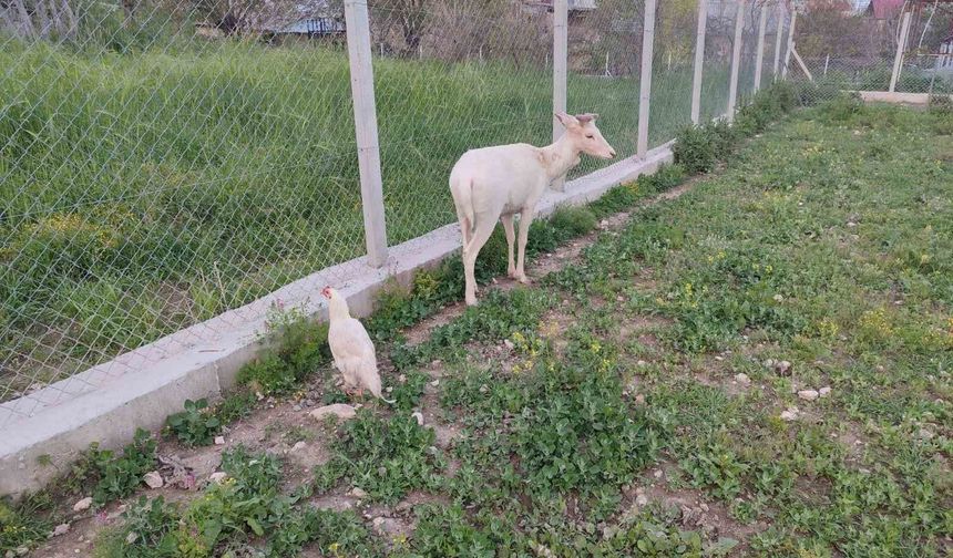 Nadir görülen beyaz ala geyik Elazığ’da sürüye karıştı