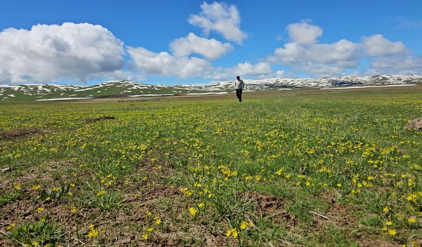 Sütey Yaylası’nda doğa canlanmaya başladı
