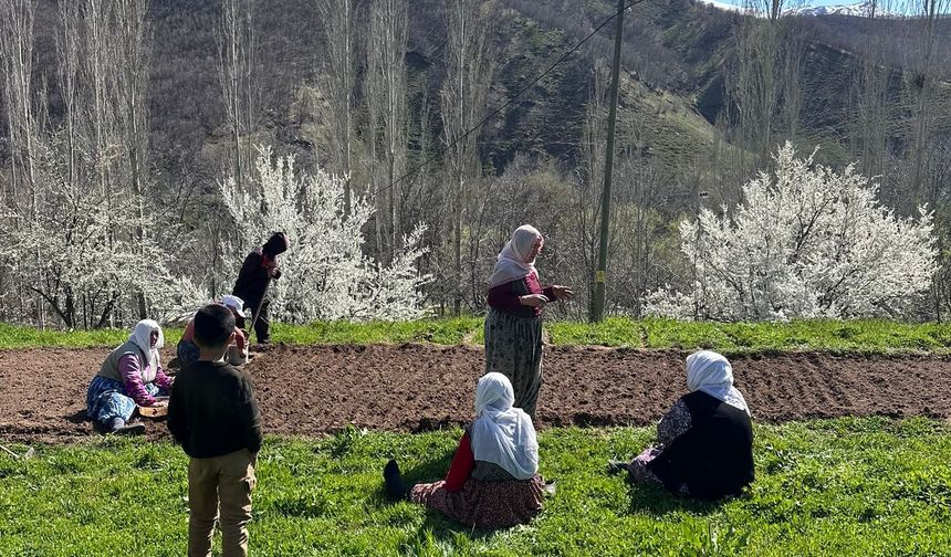 Hizan’da fasulye mesaisi başladı