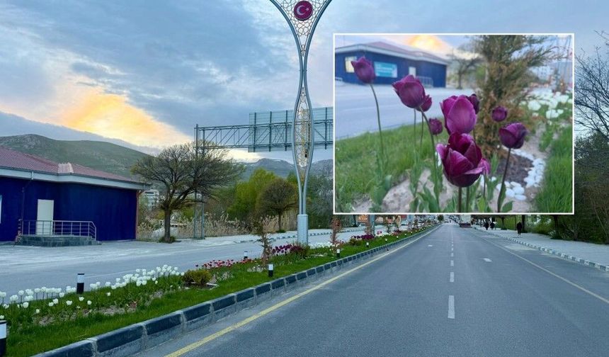 Adilcevaz’ın caddeleri lalelerle renklendi
