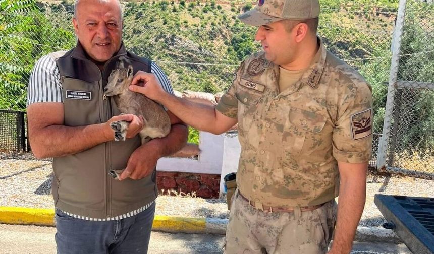 Bitkin halde bulunan yavru dağ keçisi güvenli ellerde