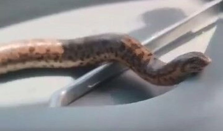 Elazığ'da bir vatandaş, yakaladığı yılanı traktörle gezintiye çıkardı