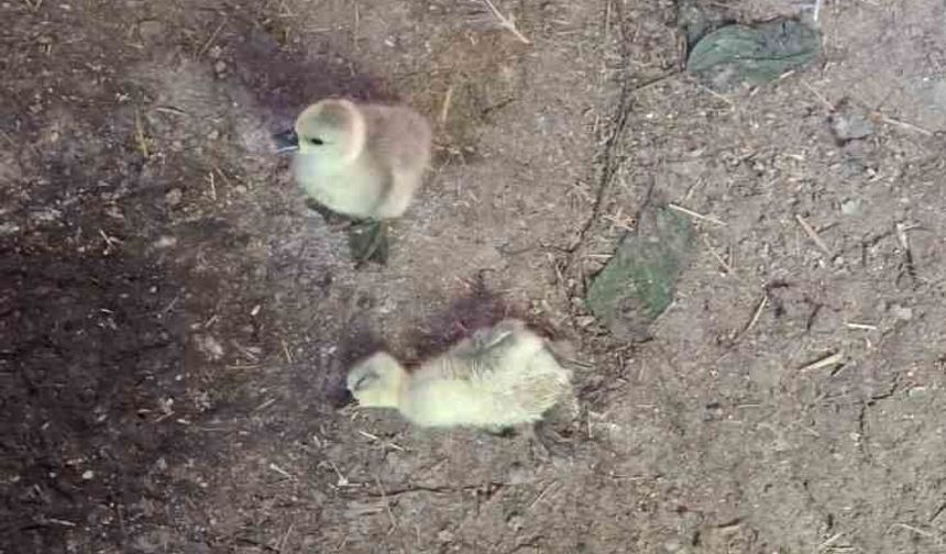 Elazığ'da yılan kümese girdi, 5 kaz yavrusu telef oldu