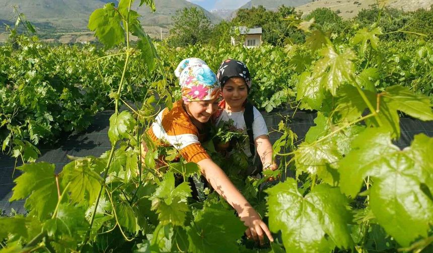 Erzincan'da üzümden önce yaprak hasadı mesaisi başladı