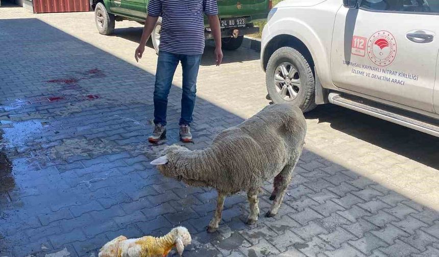 Zorlu doğumun ardından sağlıklı kuzu dünyaya geldi