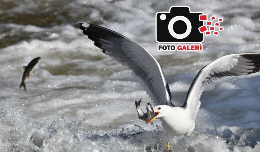 Martıların inci kefali avı fotoğraf karelerine yansıdı