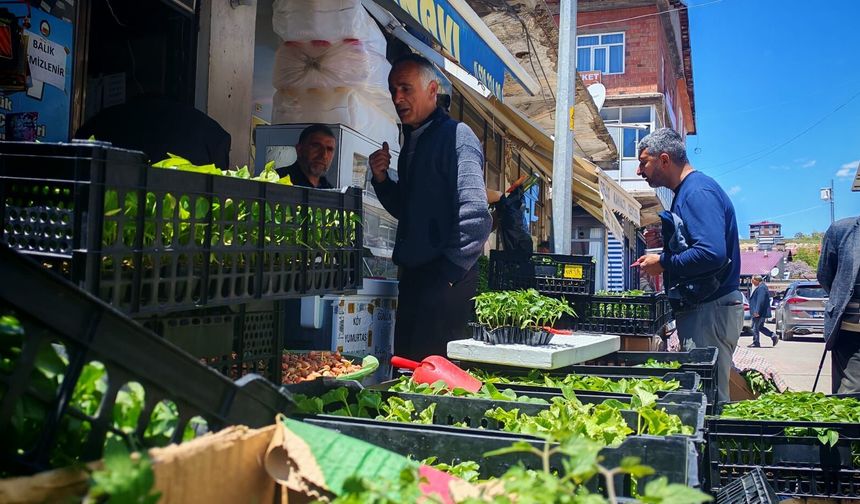 Ahlat’ta sebze fidelerine yoğun talep başladı