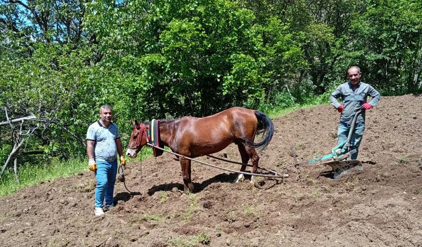 Hizan’da karasabanla tarla sürme geleneği yaşatılıyor