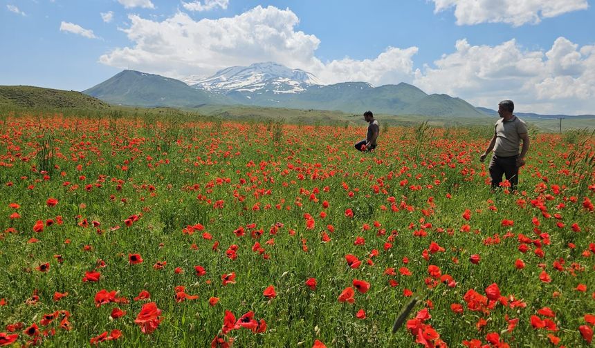 Adilcevaz'da ovalar kırmızıya büründü