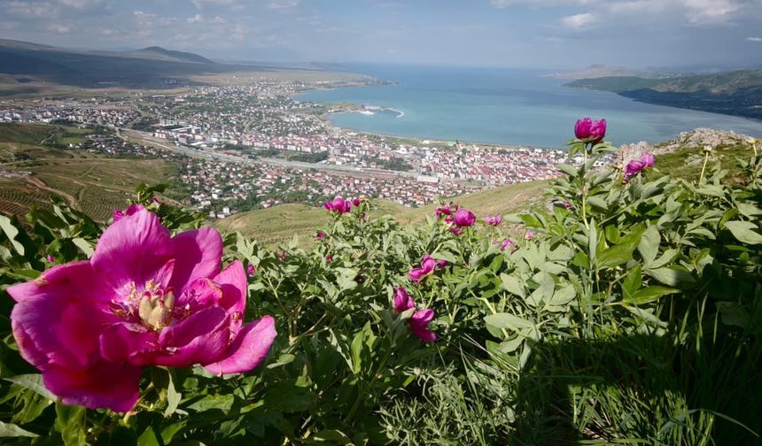 Şakayık çiçekleri Tatvan’ın manzarasına renk kattı