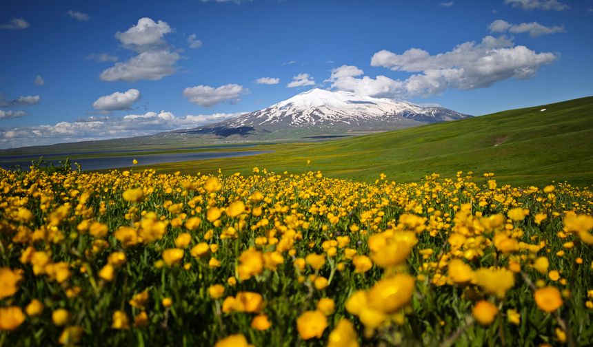 Sütey Yaylası sarı düğün çiçekleriyle kaplandı