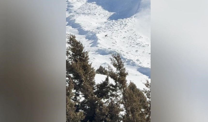 Ormanın hayaleti Bitlis'te görüntülendi