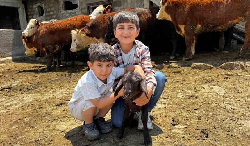 Ağrı'da damızlık desteğiyle kırmızı et üretimi artıyor