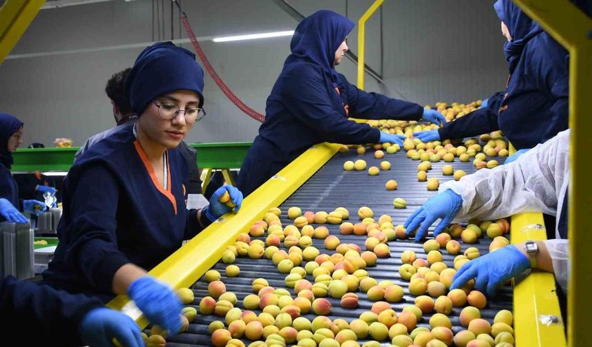 Malatya'da yaş kayısı birçok ülkeye ihraç ediliyor