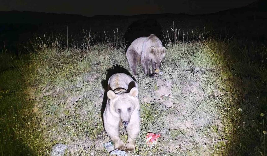 Nemrut Kalderası'nın simgesi ayılar yeniden görüntülendi