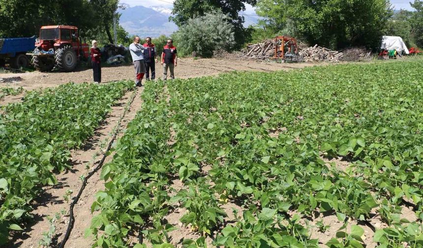 Tescilli Işıl-24 kuru fasulyesinin üretimi devam ediyor