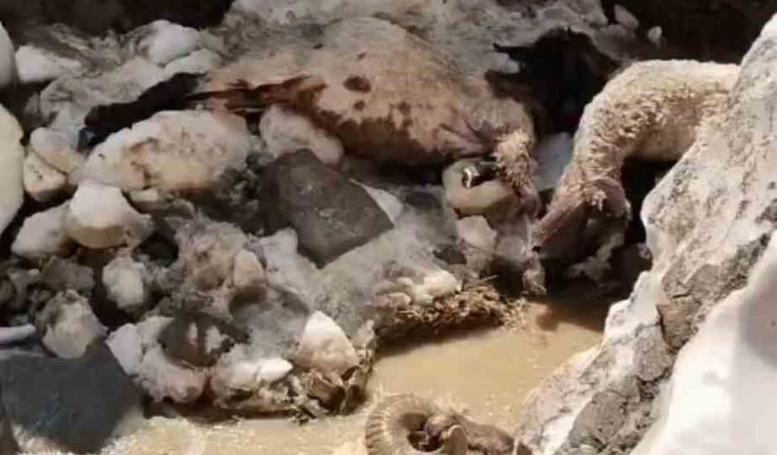 Yüksekova'da kar faciası: 25 hayvan telef oldu