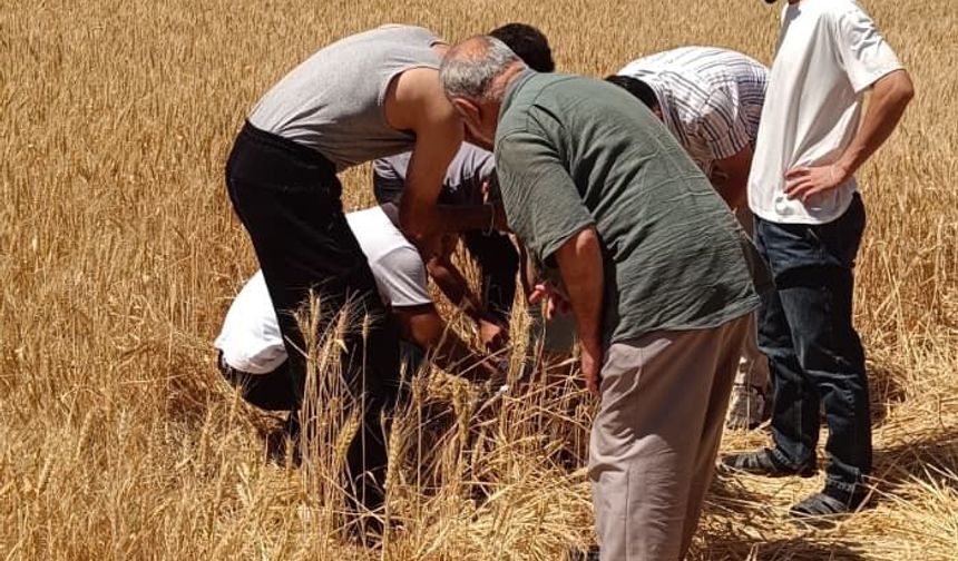 Tatvan'da otomobil yoldan çıktı: 1 yaralı