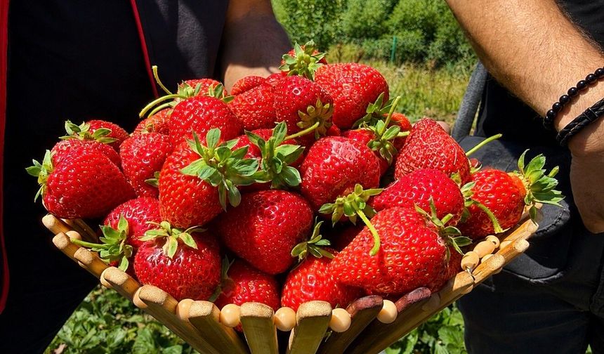 Ağrı'da dekar başına 2 ton çilek hasadı