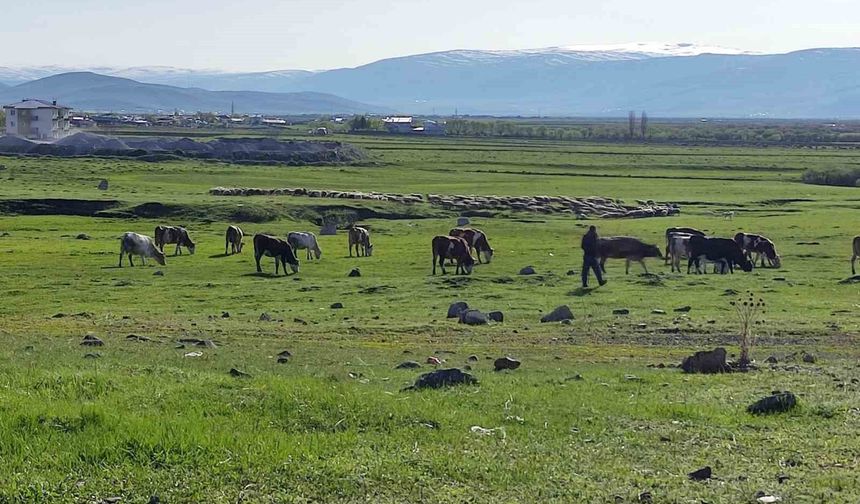 Ardahan'da Kuduz alarmı: Bölge karantinaya alındı