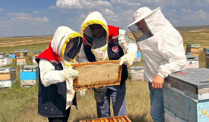 Kars'ta arılı kovanlar uzman ekiplerce kontrol edildi